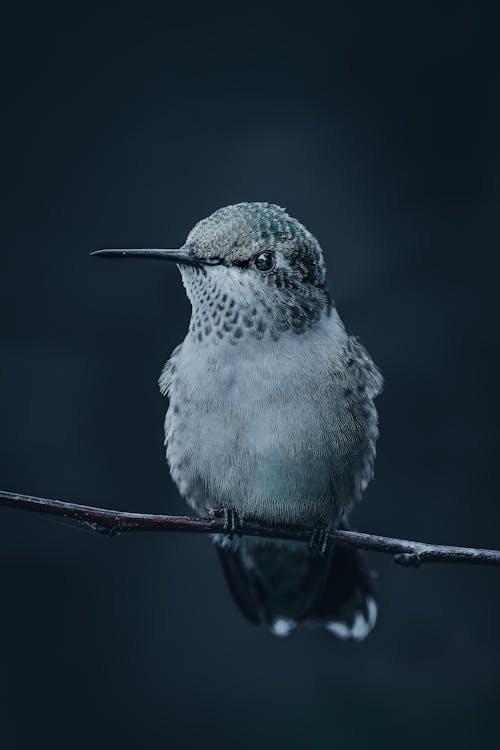 Foto d'estoc gratuïta de a l'aire lliure, adorable, animal