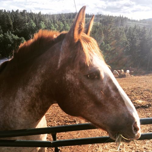 Free stock photo of animal, colorado, horse Stock Photo