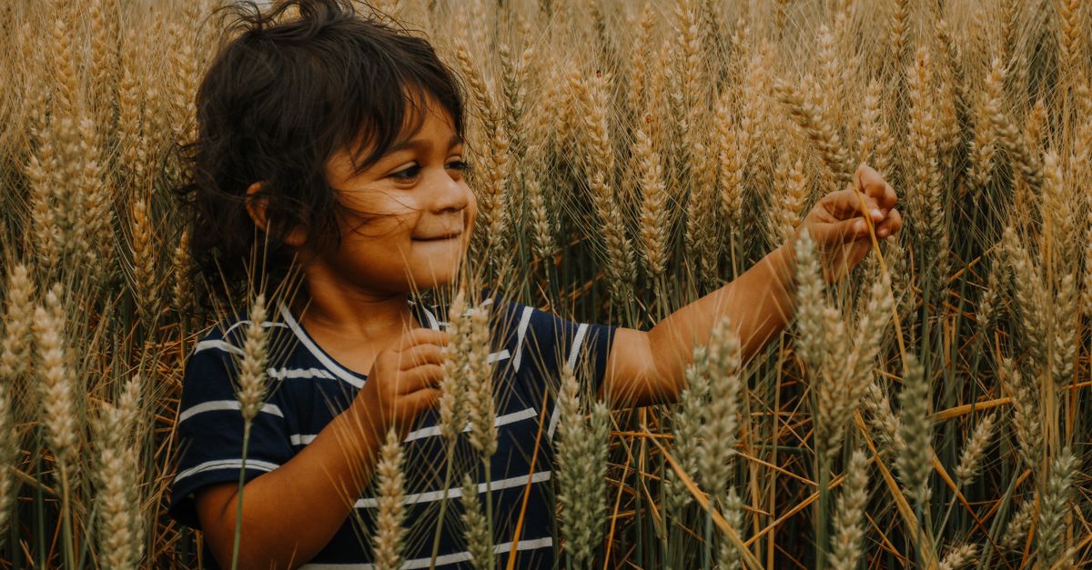 A smiling child in a striped shirt explores a golden wheat field during the day.