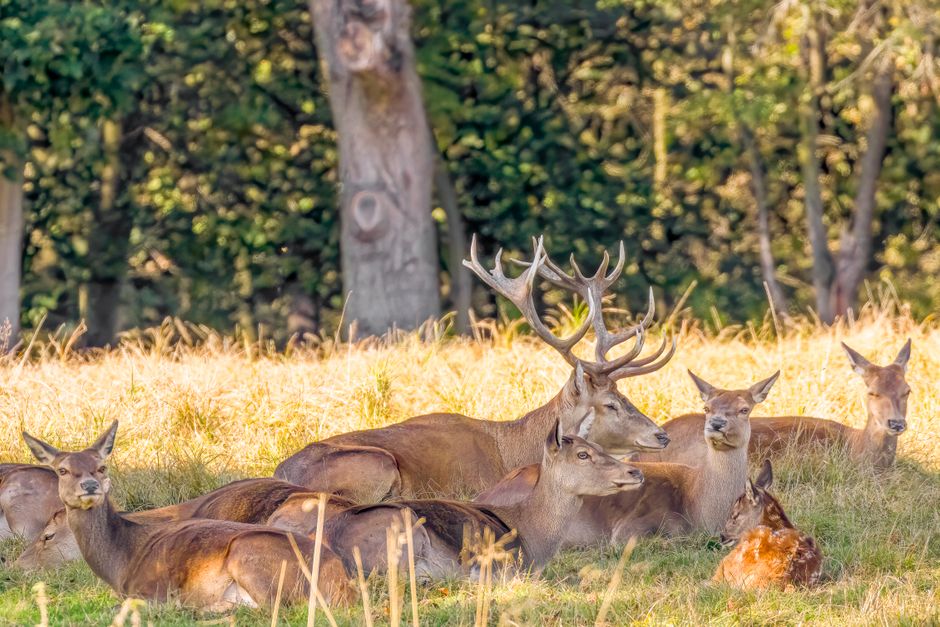 A serene herd of deer resting in a sunny woodland in Havering-atte-Bower, England.
