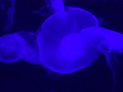 Immagine gratuita di mare, medusa, oceano blu