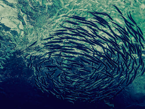 Gratis lagerfoto af fiskestime, hav, livet i havet Lagerfoto