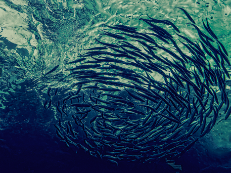 A vibrant underwater scene capturing a swirling school of fish in motion, illustrating marine life dynamics.