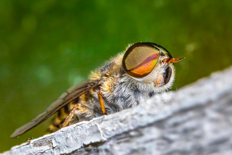 A Macro Shot Of A Horse Fly