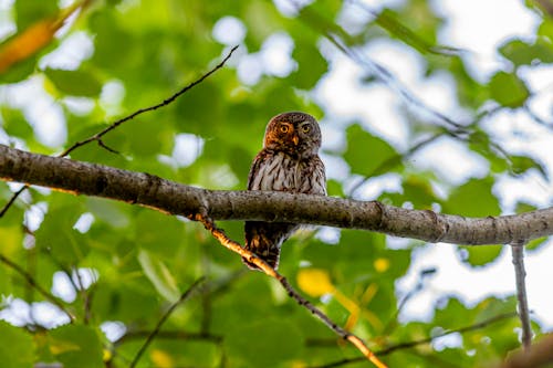 Free Brown Owl Perched on Tree Branch Stock Photo