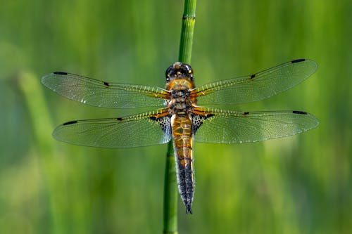 A Macro Shot of a Four-Spotted Chaser