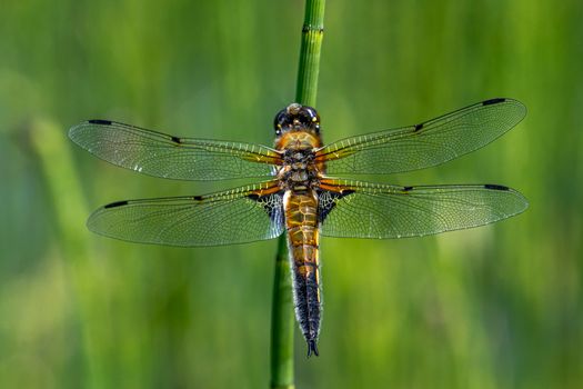 A Macro Shot of a Four-Spotted Chaser