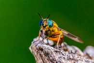 A Splayed Deer Fly on a Wood