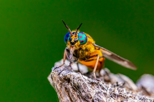A Splayed Deer Fly on a Wood