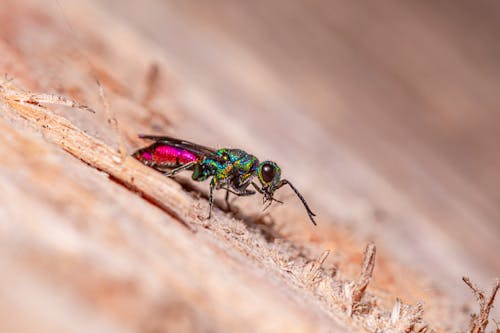 Gratis arkivbilde med chrysis, gokepinne, insekt