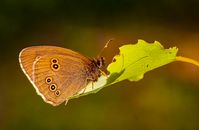 A Ringlet Butterfly on a Leaf