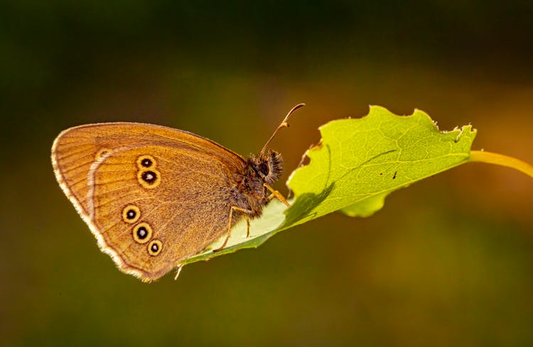 A Ringlet Butterfly On A Leaf 