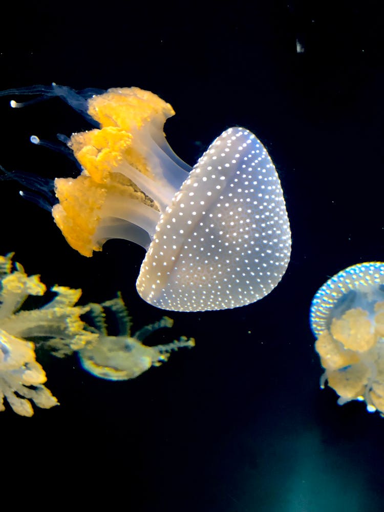 Jellyfish Underwater