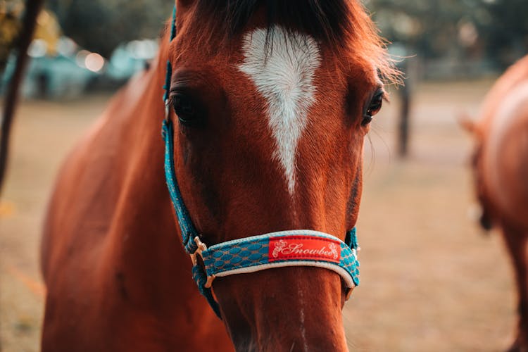 Close Up Shot Of A Horse In A Corral