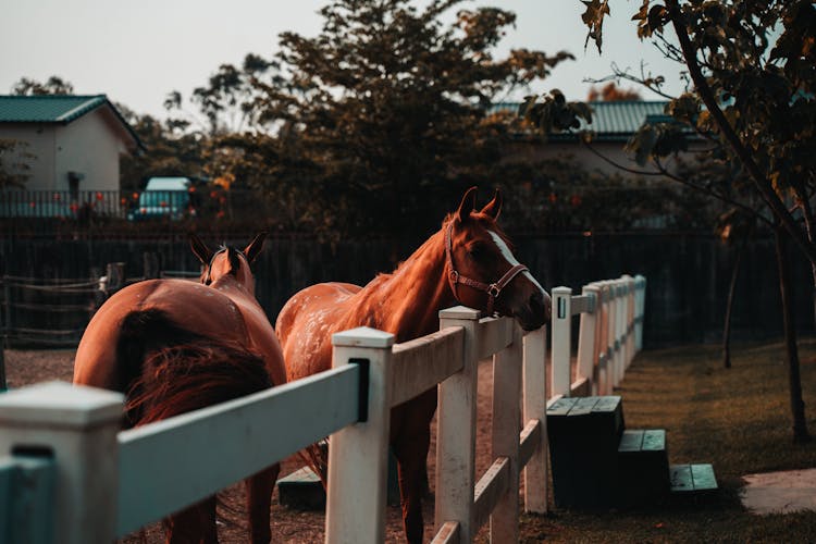 Two Horses In A Corral 