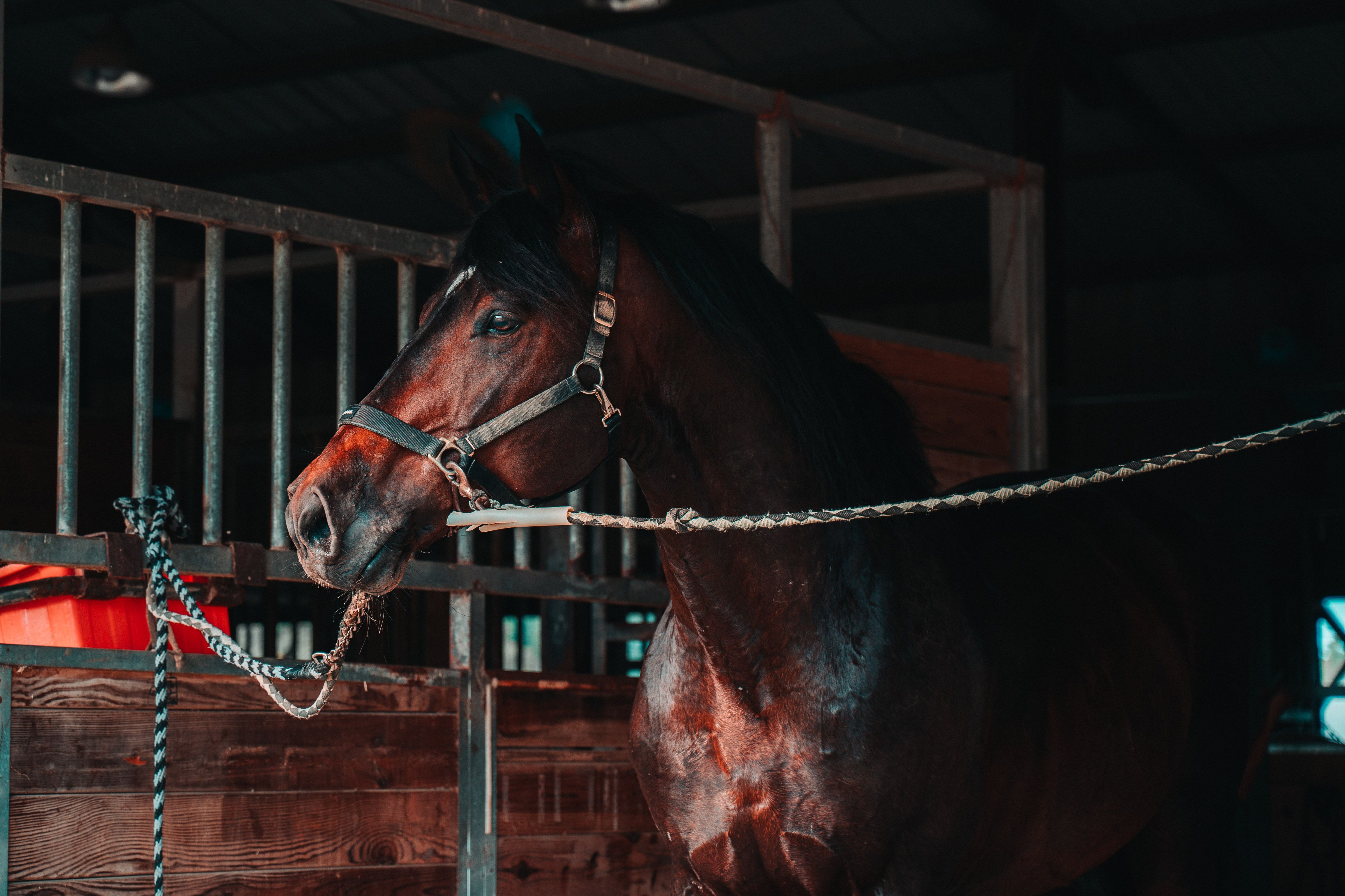 Stable Diffusion