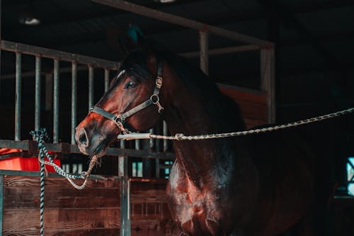 Free A Brown Horse in a Stable Stock Photo