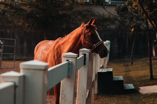 Brown Horse Inside the White Wooden Fence