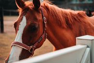 A Chestnut Horse in a Corral