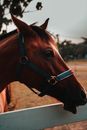Portrait of a Brown Horse in a Corral