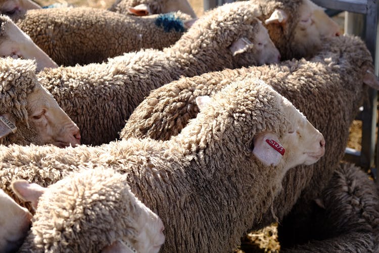 Close Up Of Sheep In A Corral