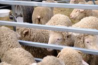 A Flock of Sheep in a Corral