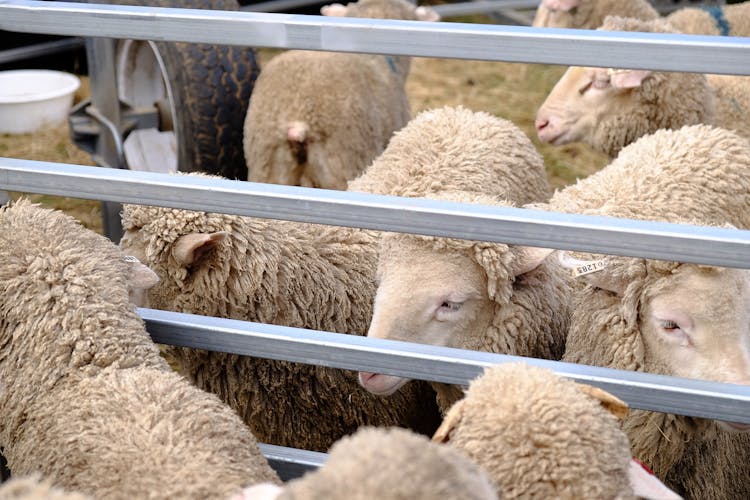 A Flock Of Sheep In A Corral