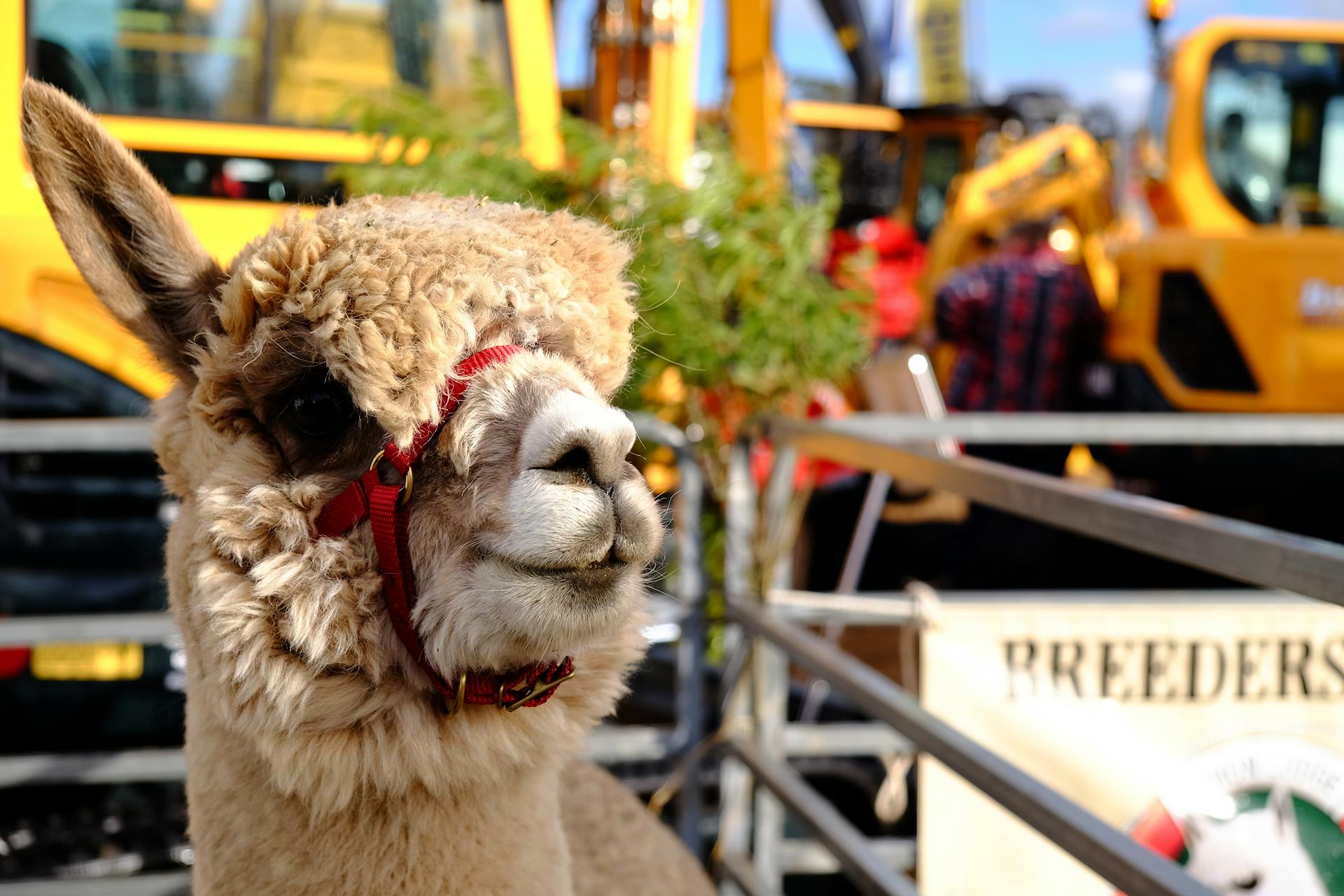 Close-up on an Alpaca in the Zoo