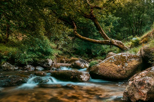 Tranquil stream flowing through mossy rocks in the lush forest of Wicklow Mountains, Ireland.