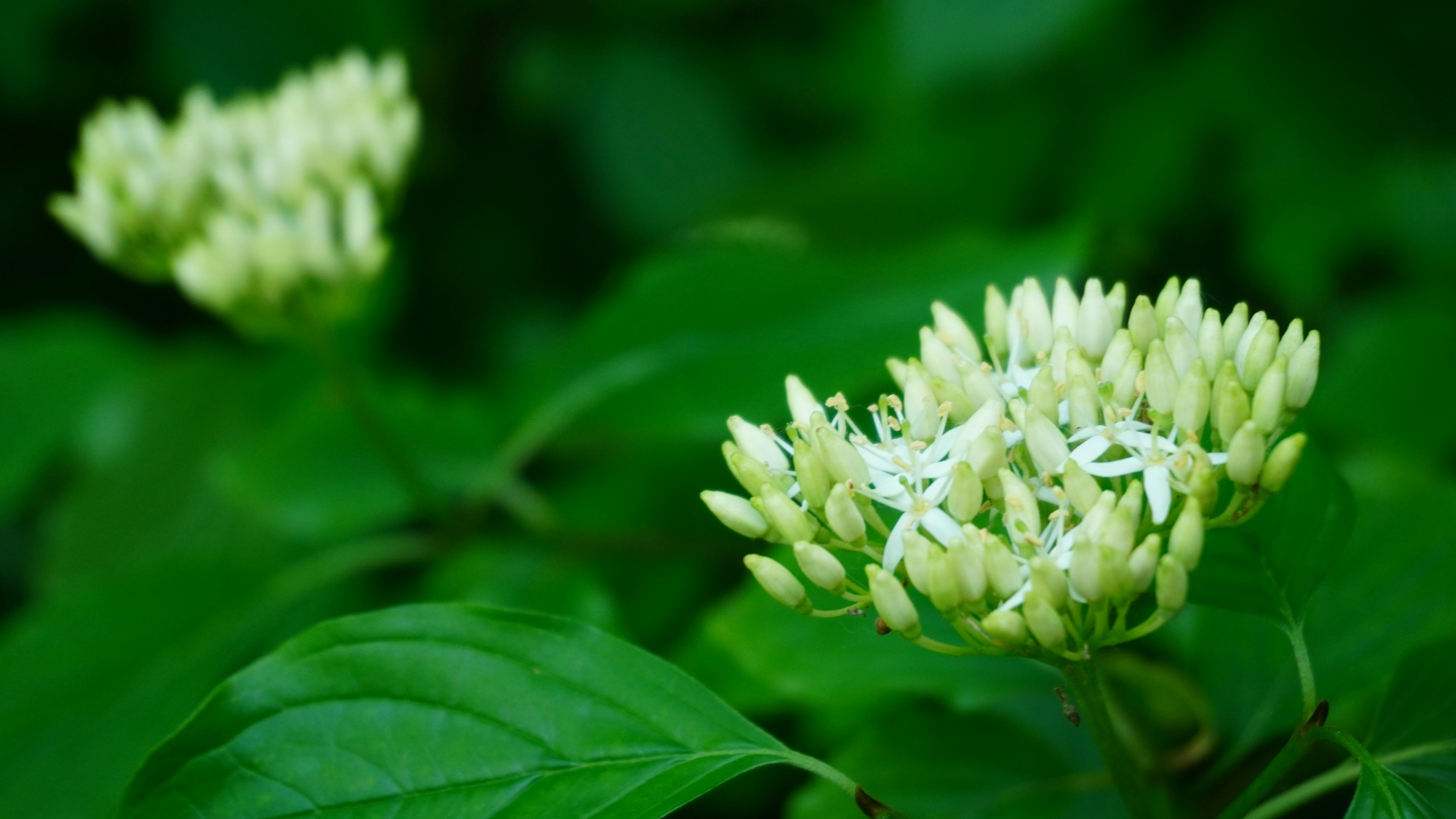 Eine Frau macht Glute Bridges auf einer Yogamatte.