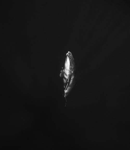 Grayscale Photo of a Whale