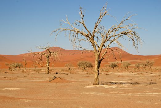 Damaraland desert-adapted elephants — Namibia