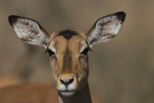 Close-Up of a Deer 