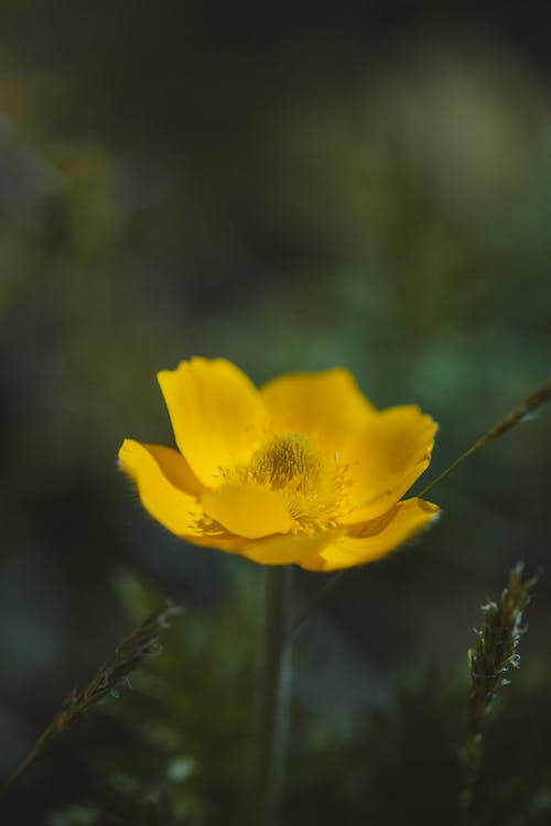 Kostenloses Stock Foto zu blühen, blumenphotographie, flora