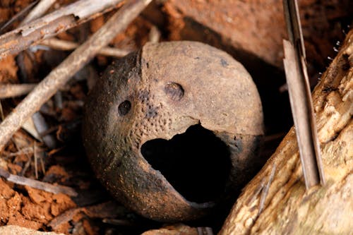 Free stock photo of attractive, brown, coconut