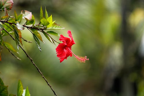 Бесплатное стоковое фото с «красный гибискус», rosasinensis, Азия