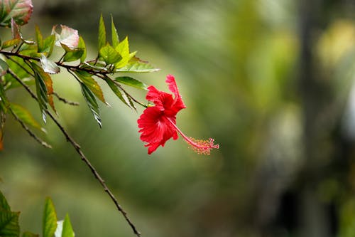 Free stock photo of asia, flower, garden