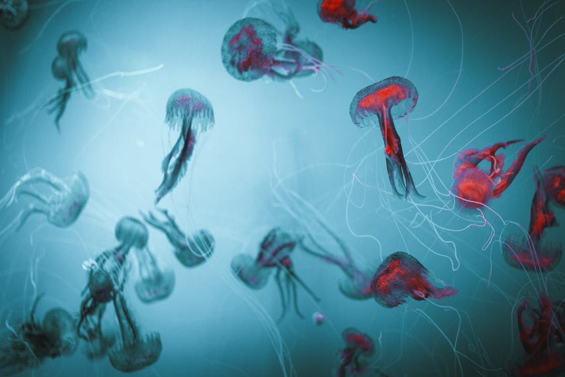 Free Close up of Jellyfish Stock Photo