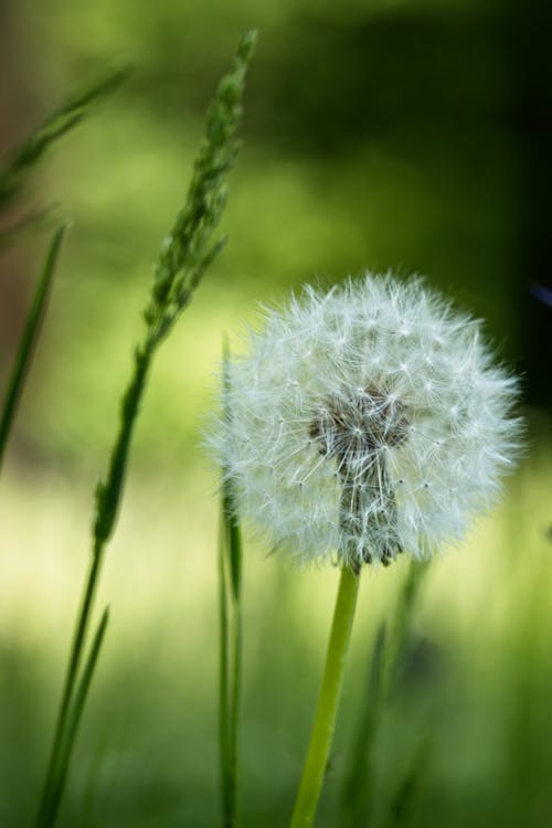 Free Close-Up of Dandelion Seeds Stock Photo