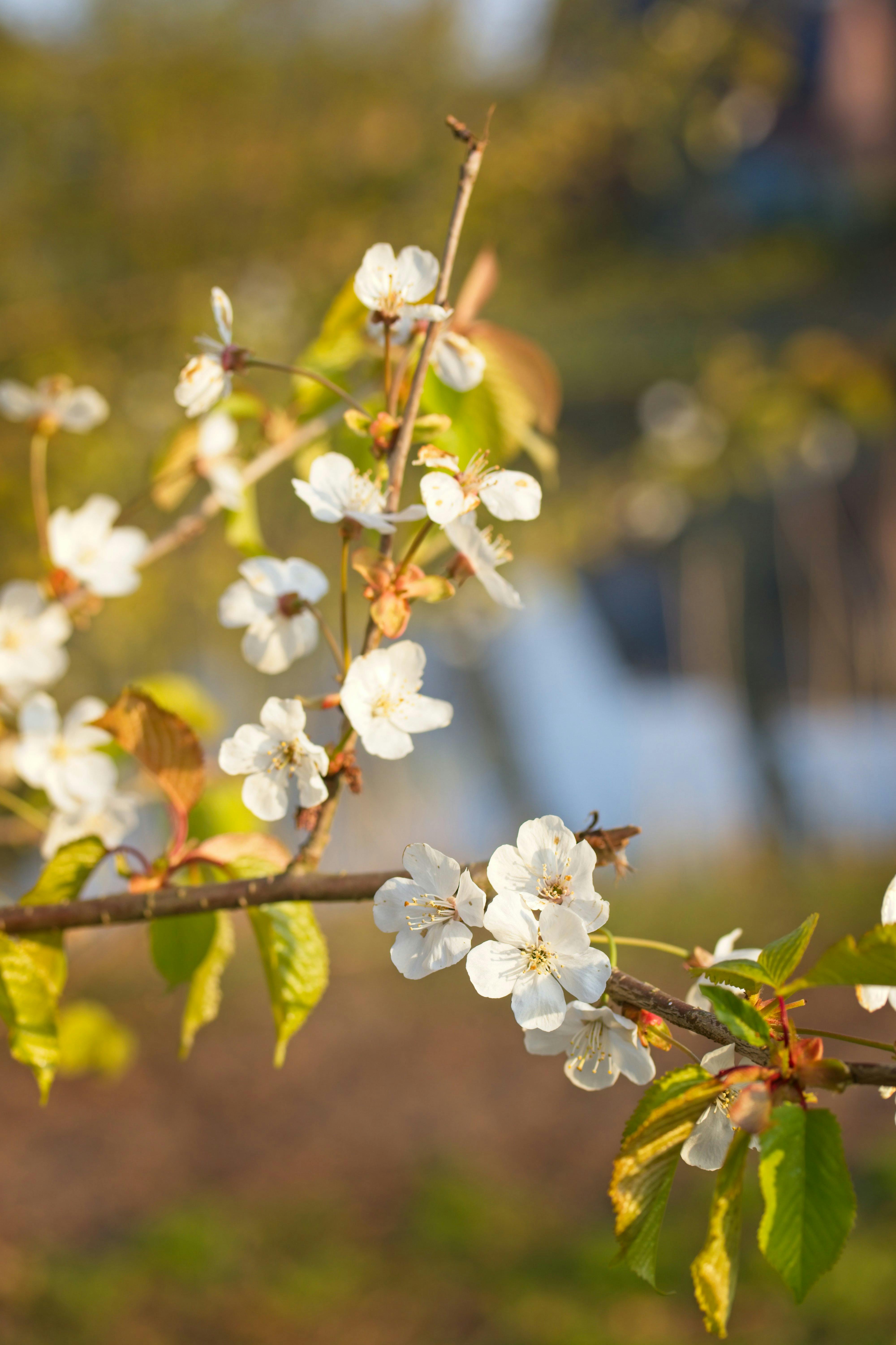 White Flowers in Bloom · Free Stock Photo