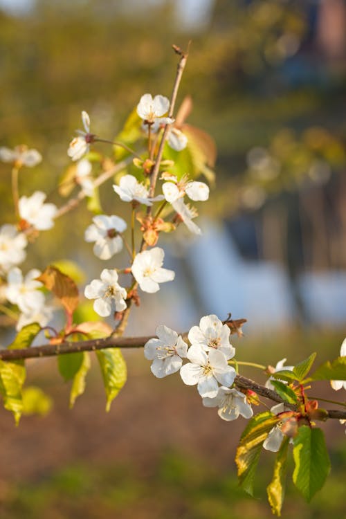 Free White Flowers in Bloom Stock Photo