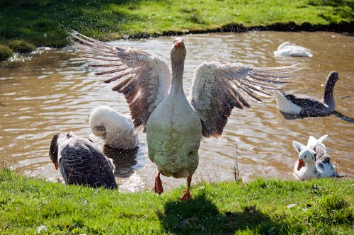 家禽, 康沃爾, 池塘 的 免費圖庫相片