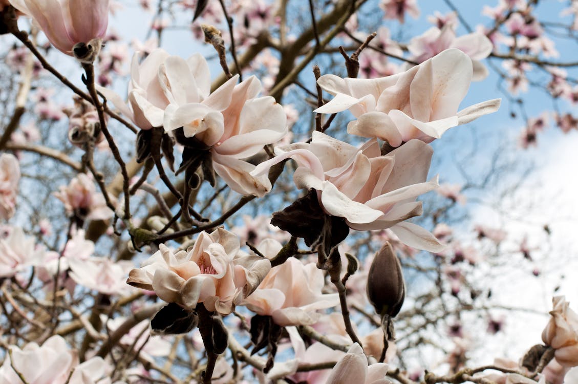 Immagine gratuita di alberi, fiori, magnolia