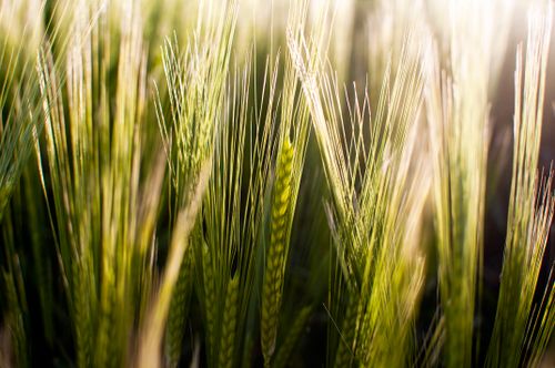 Free Lush green wheat field during sunset with soft light and shadows. Stock Photo