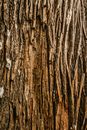 Texture of old dry tree with rough crumbly bark growing in park in daylight