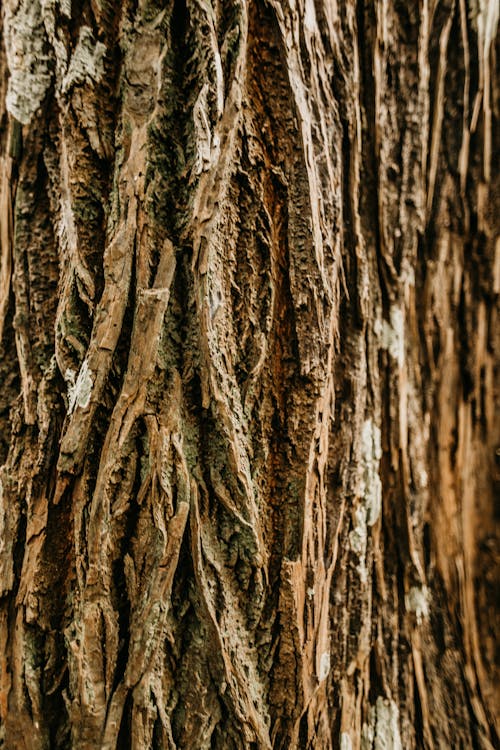 Free Dry tree bark with rough crumbly texture Stock Photo