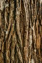 Dry tree bark with rough crumbly texture