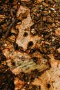 From above dry fragments of old tree bark fallen and decaying on ground in woodland