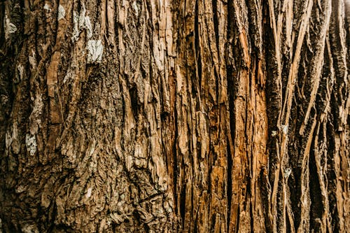 Free Old dry tree bark with cracks Stock Photo