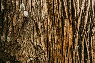Old dry tree bark with cracks